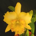Blc. Malworth 'Orchidglade' FCC